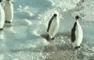 gif of penguin slapping a penguin